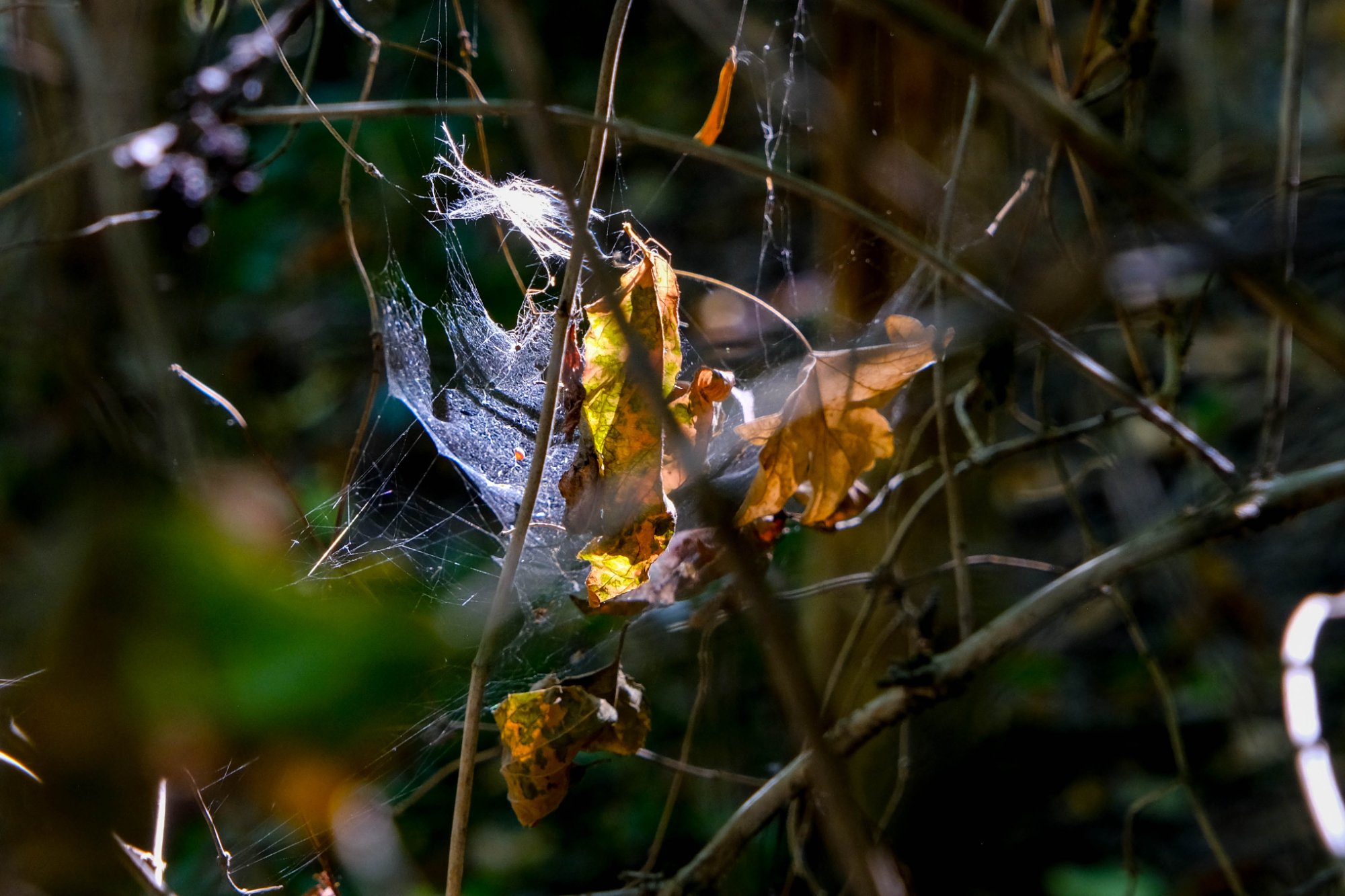 DSCF2988.jpg
