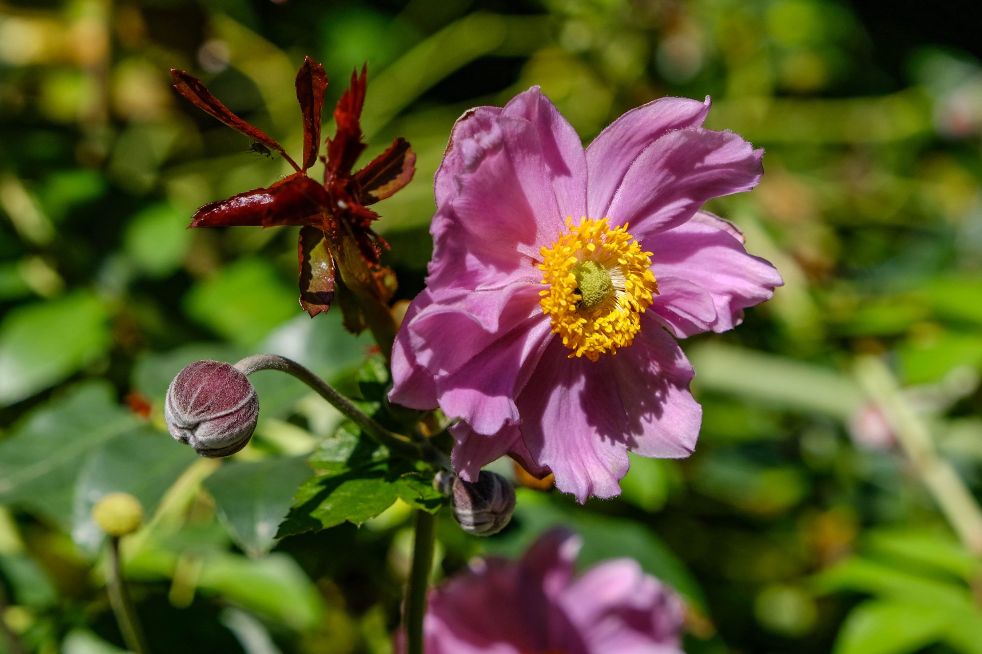 DSCF2997.jpg