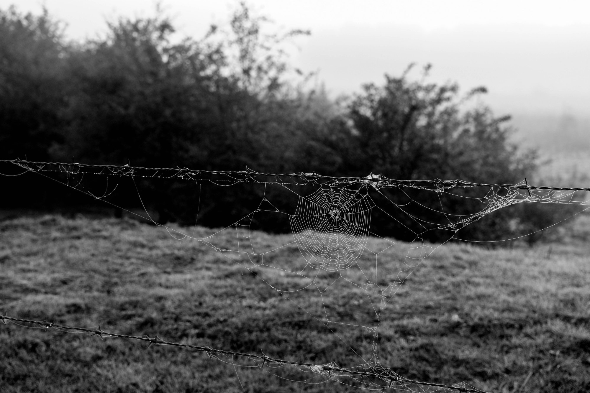 DSCF3662-2.jpg