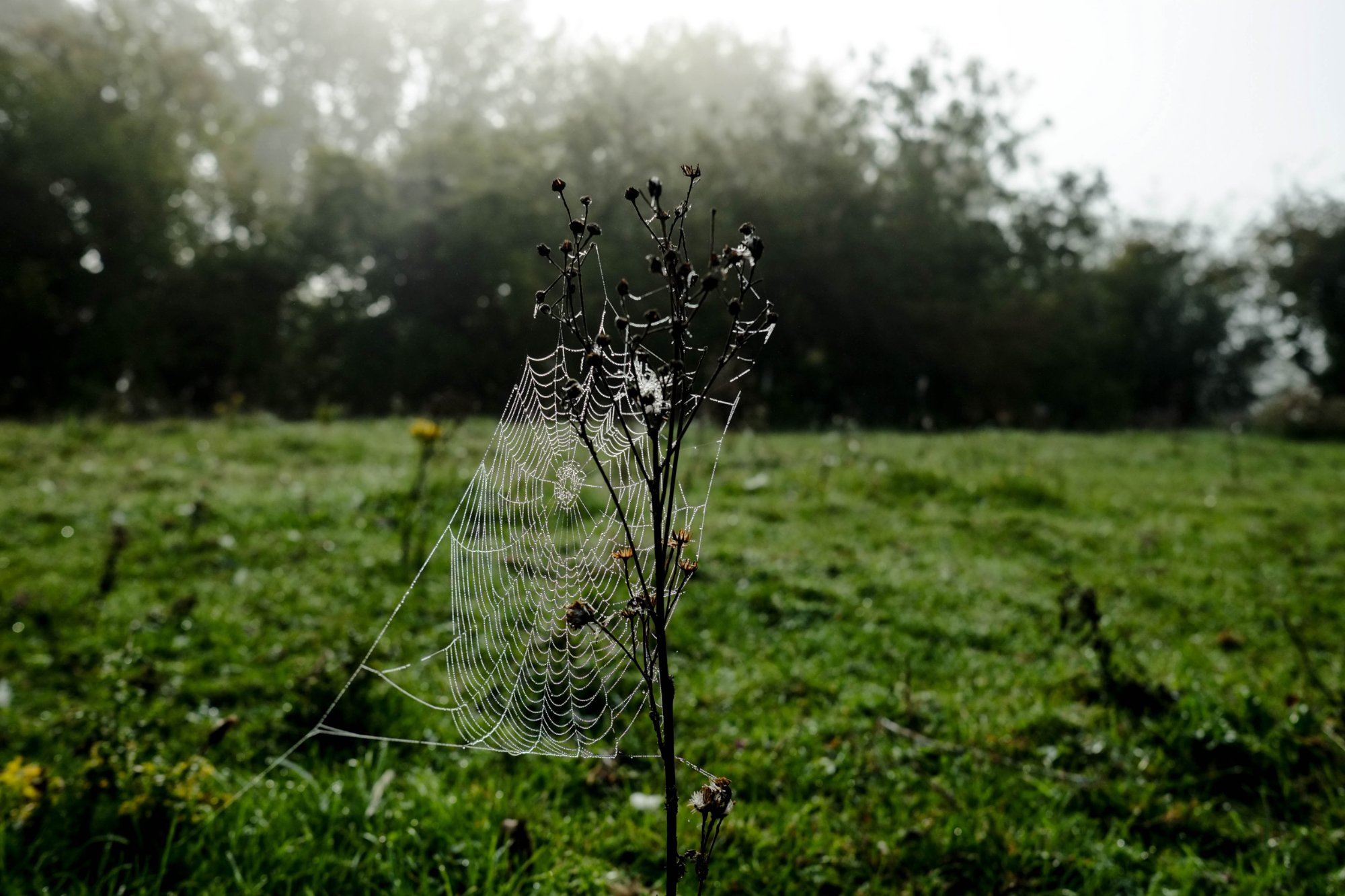 DSCF3775.jpg