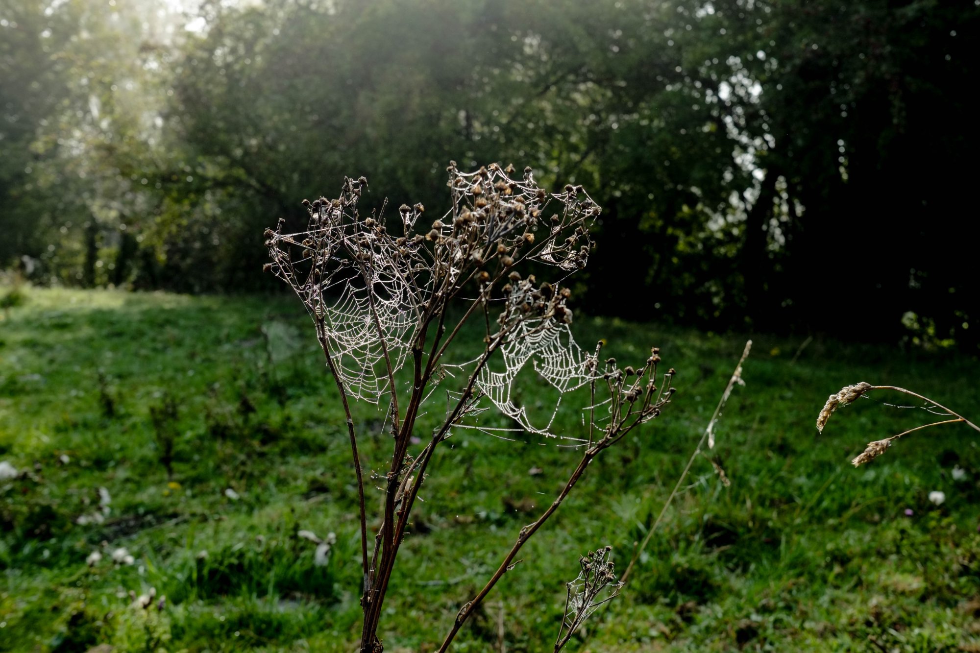 DSCF3777.jpg