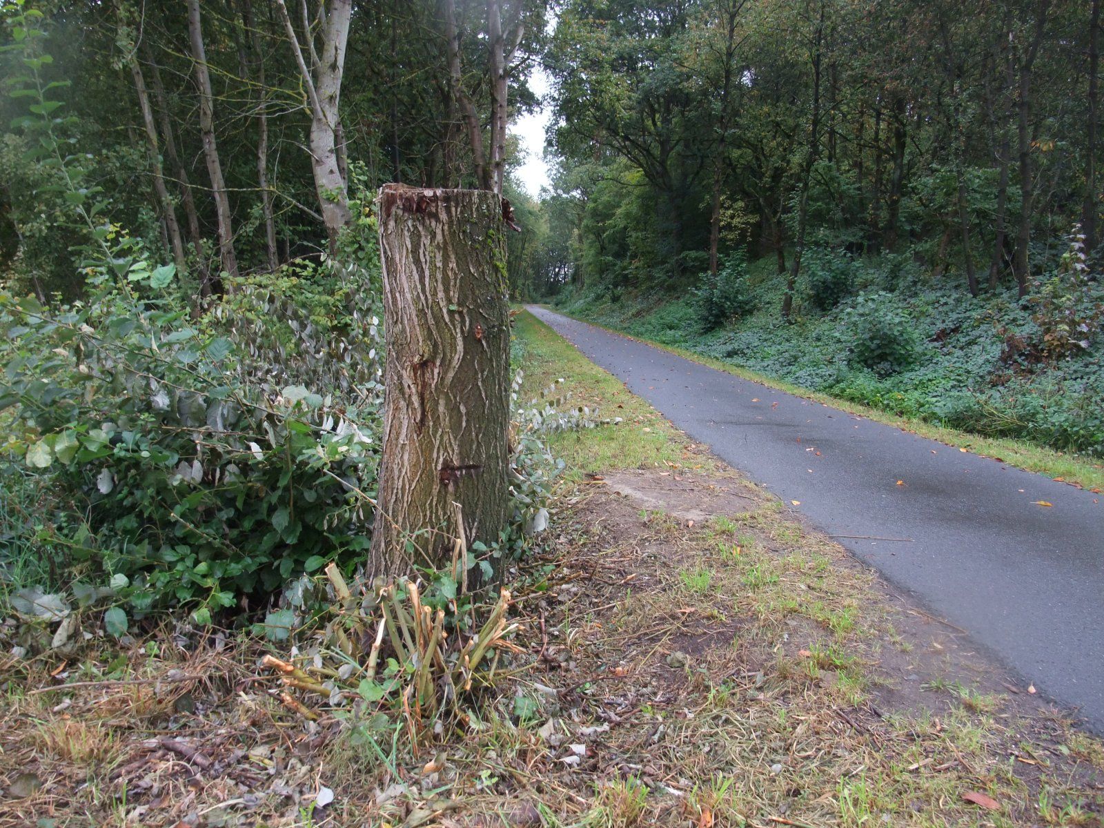 DSCF3868.JPG