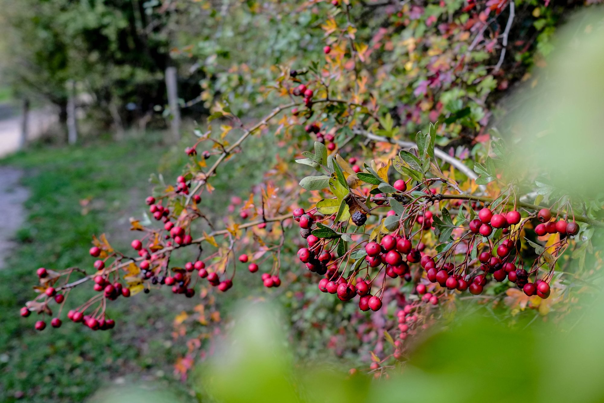DSCF3972-2.jpg