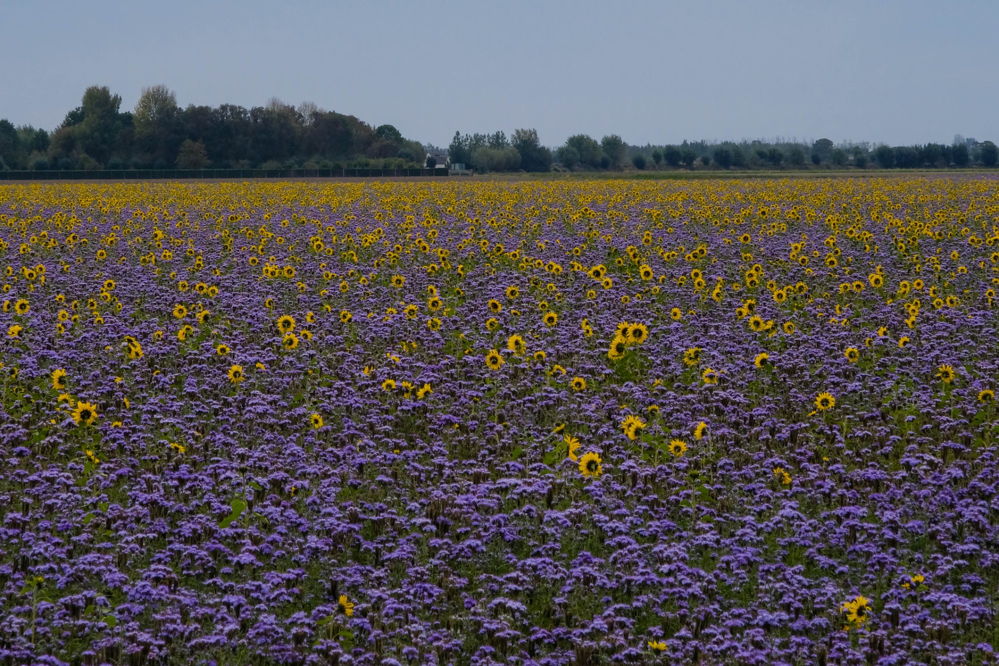 DSCF3992.jpg