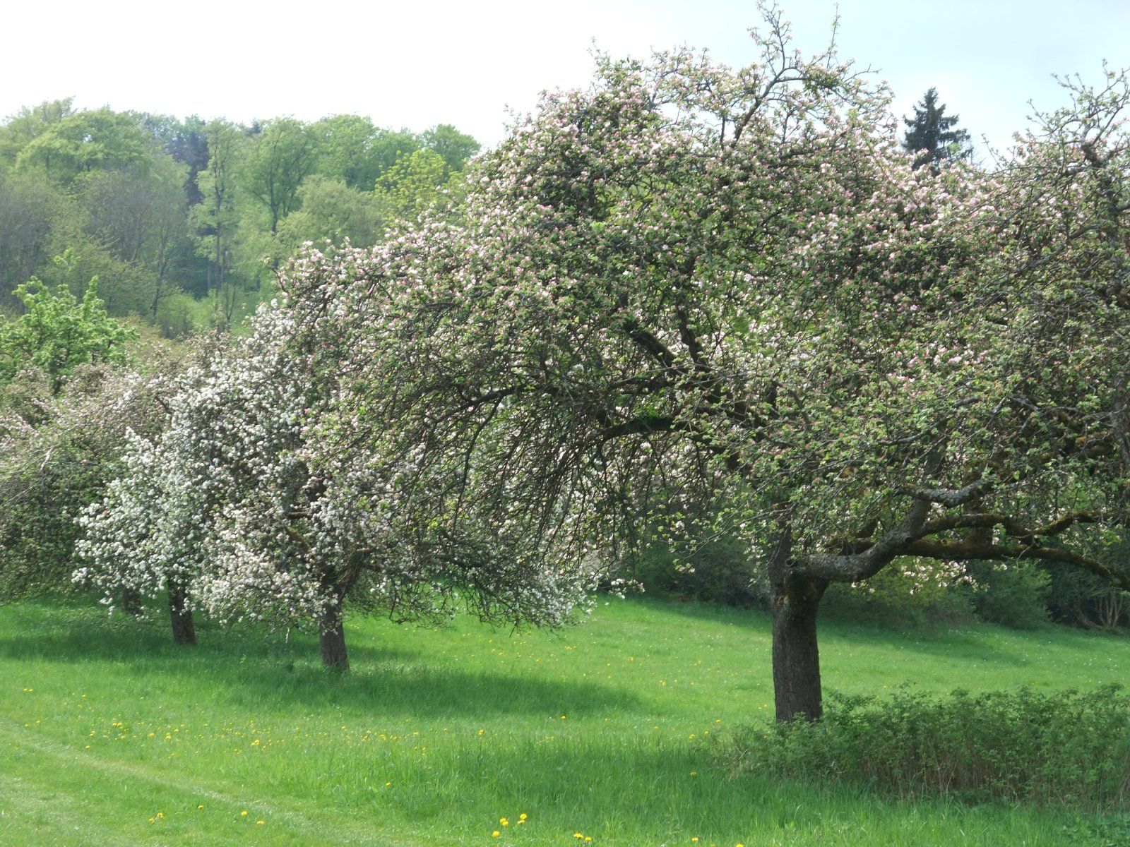 DSCF4162.JPG
