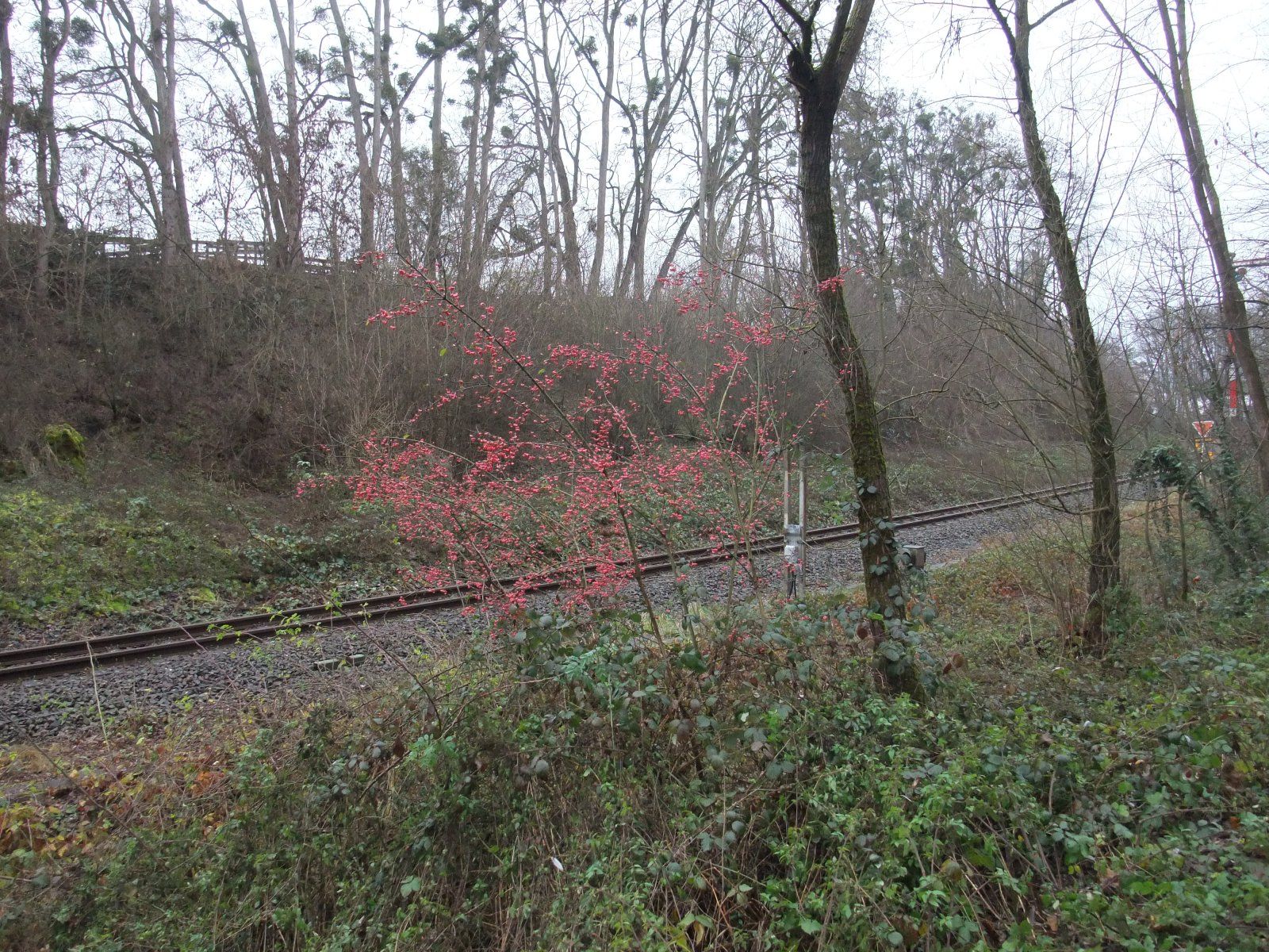 DSCF5735.JPG