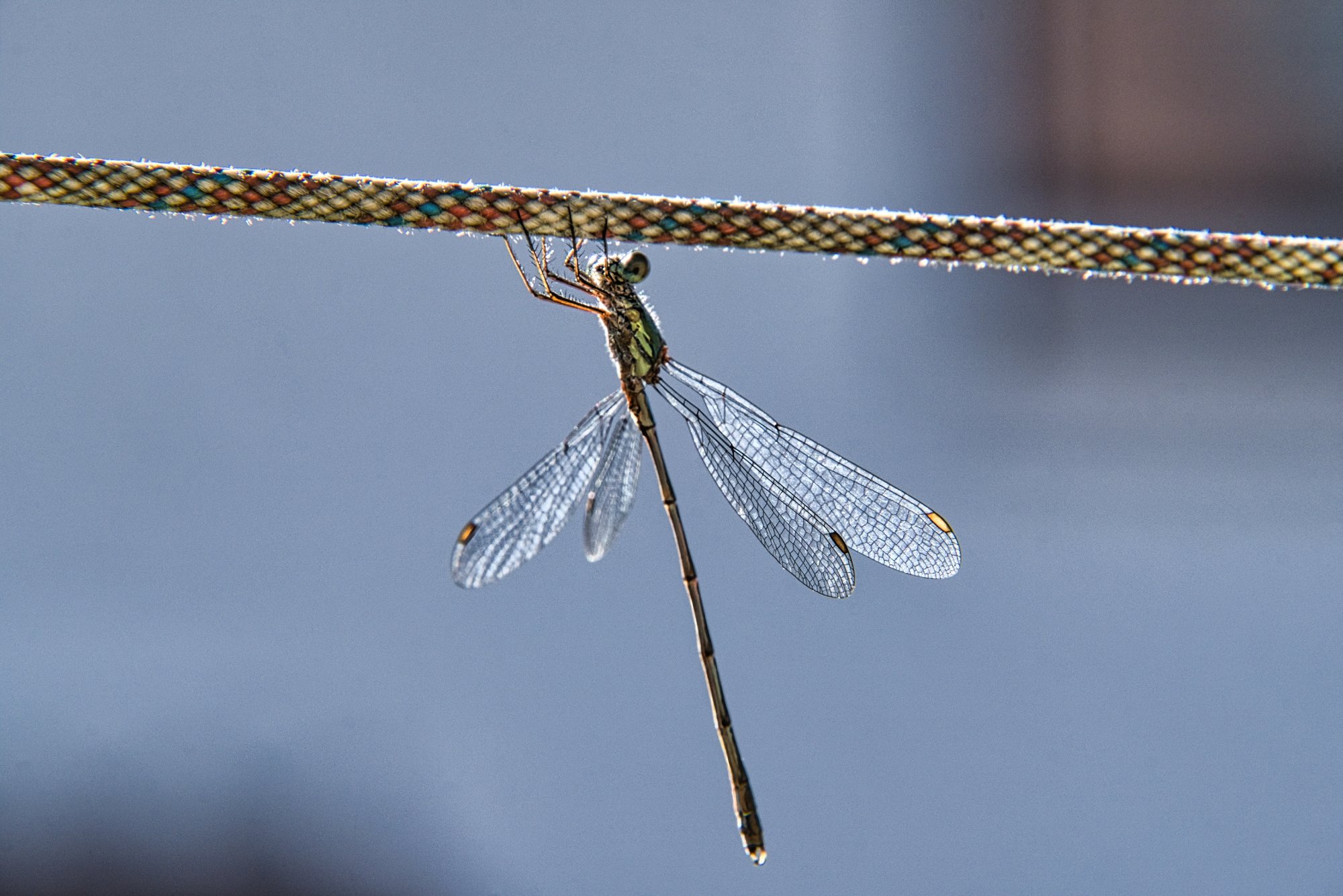 DSCF6010.jpg