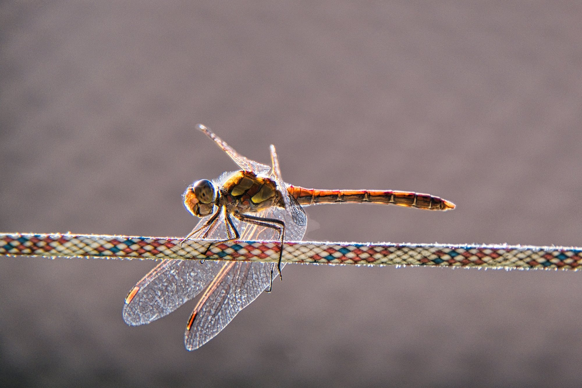 DSCF6014.jpg
