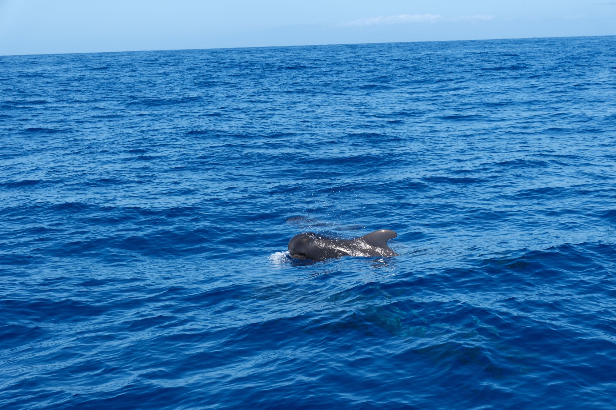 DSCF6296.JPG