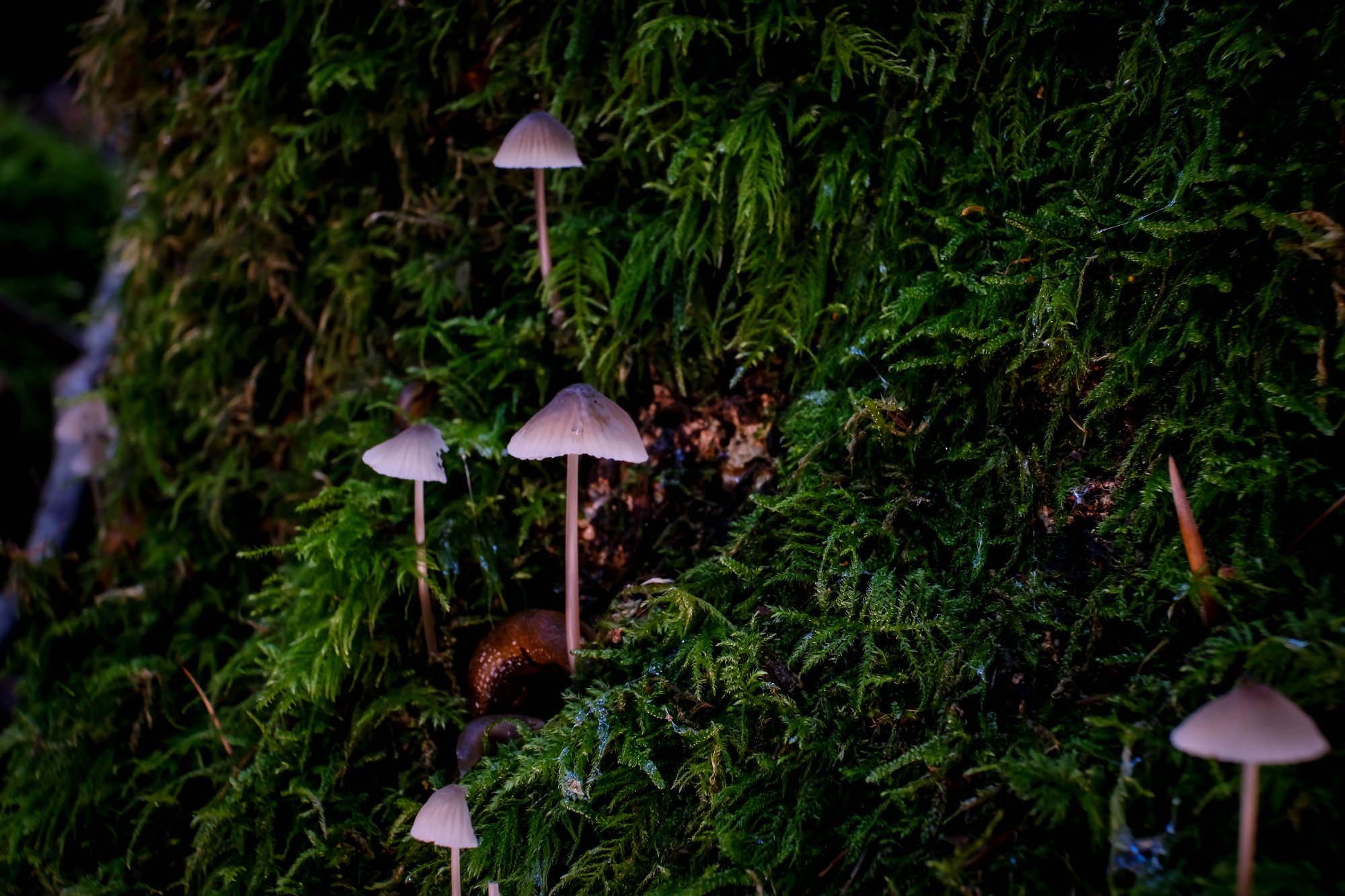 DSCF6561.jpg