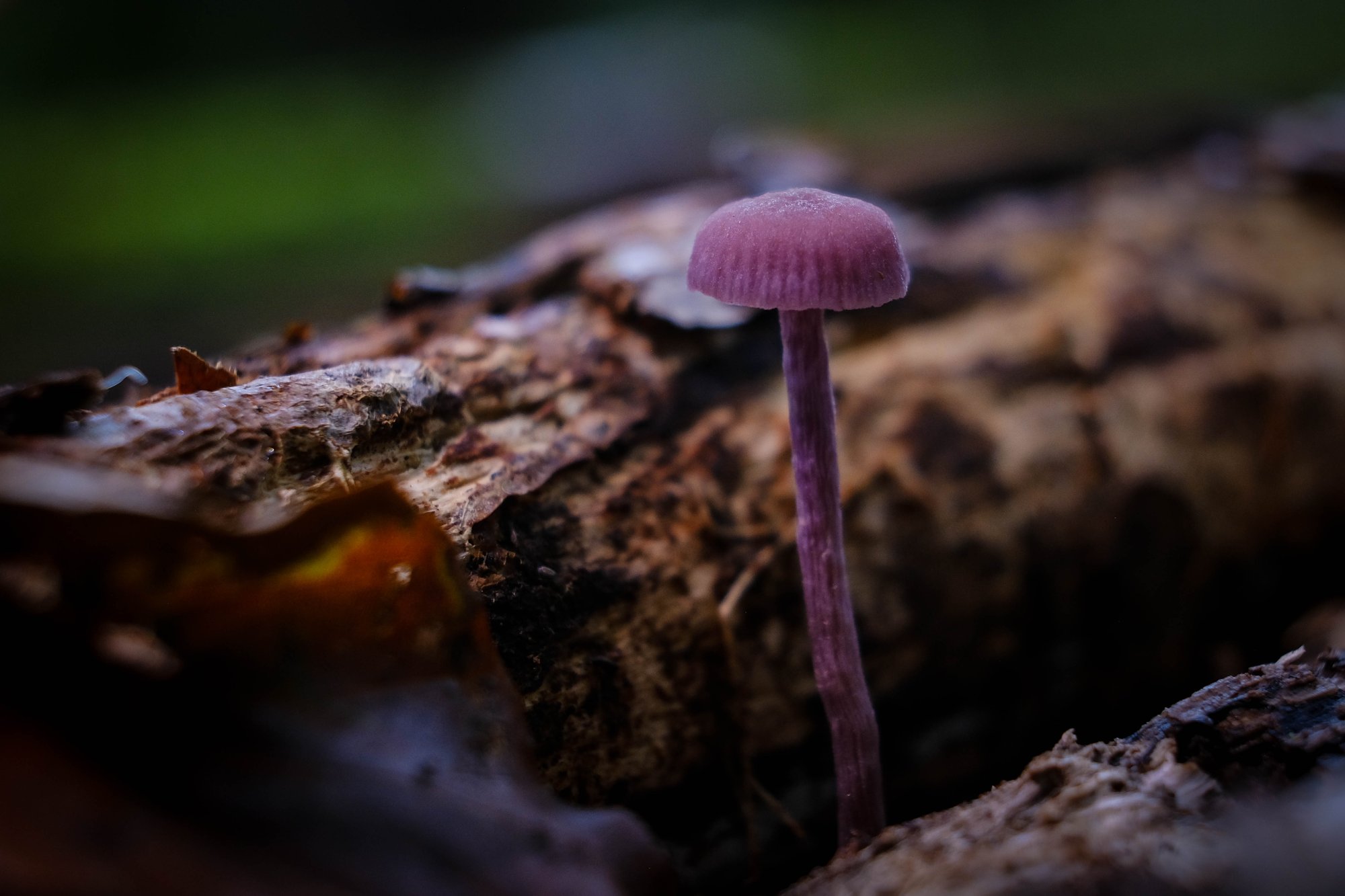 DSCF6571.jpg