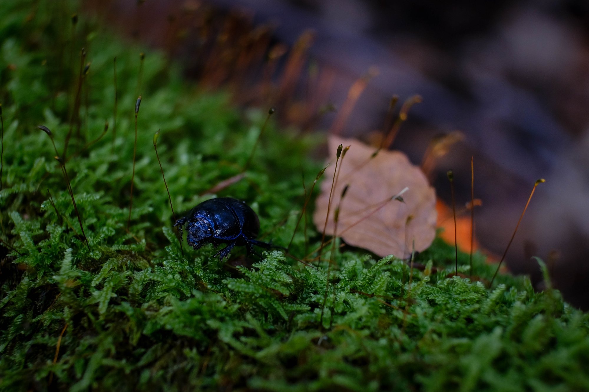 DSCF6576.jpg