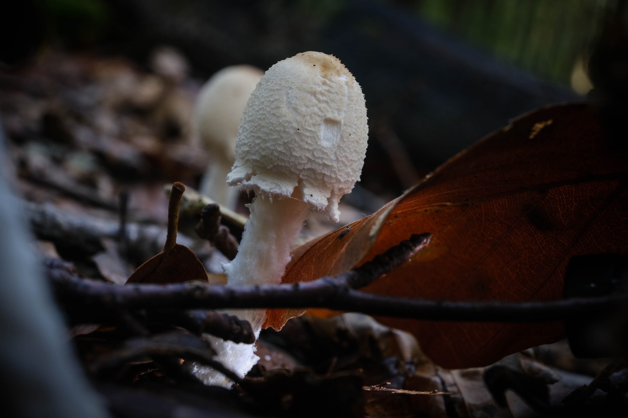 DSCF6581.jpg