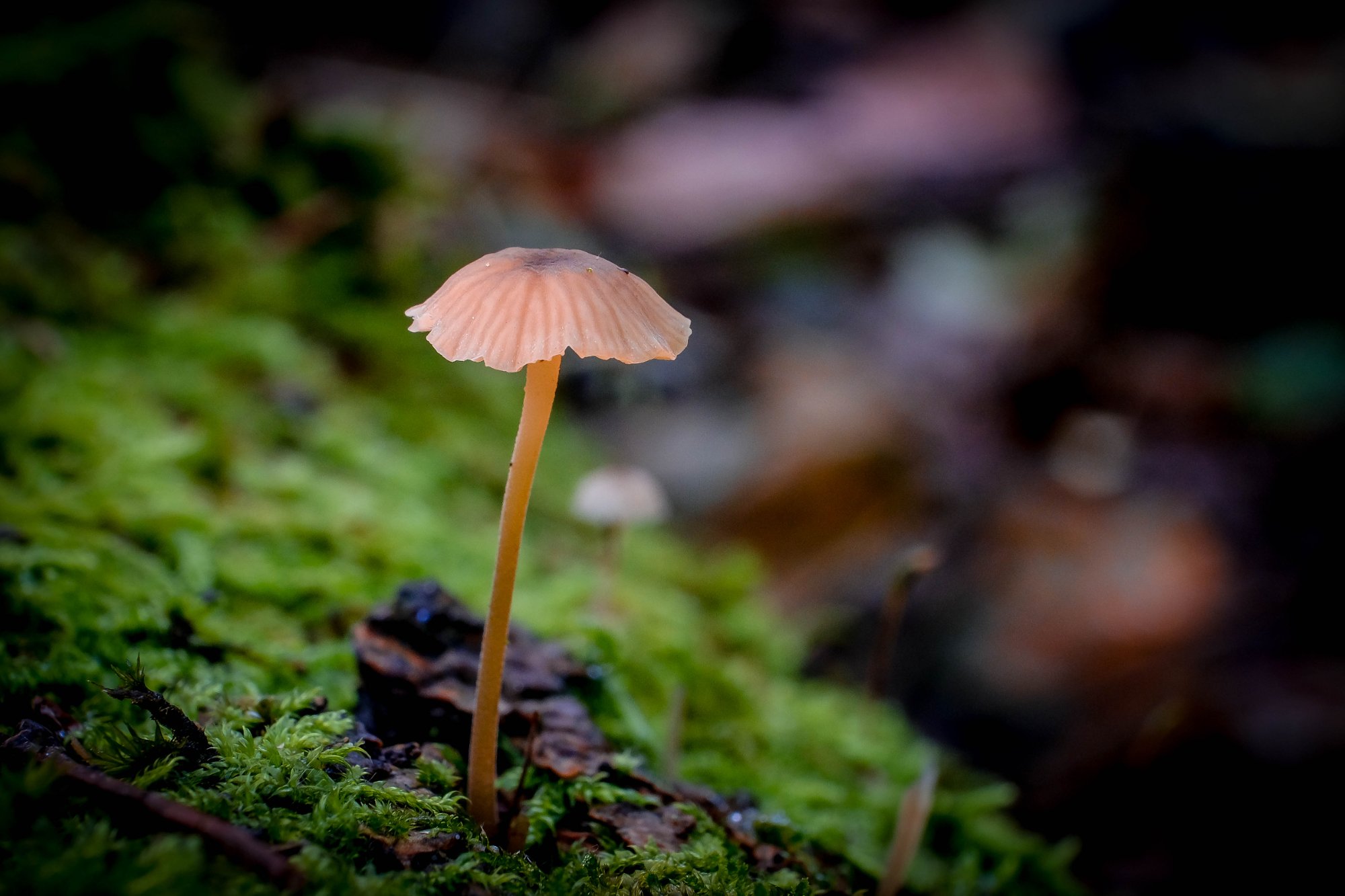 DSCF6590.jpg