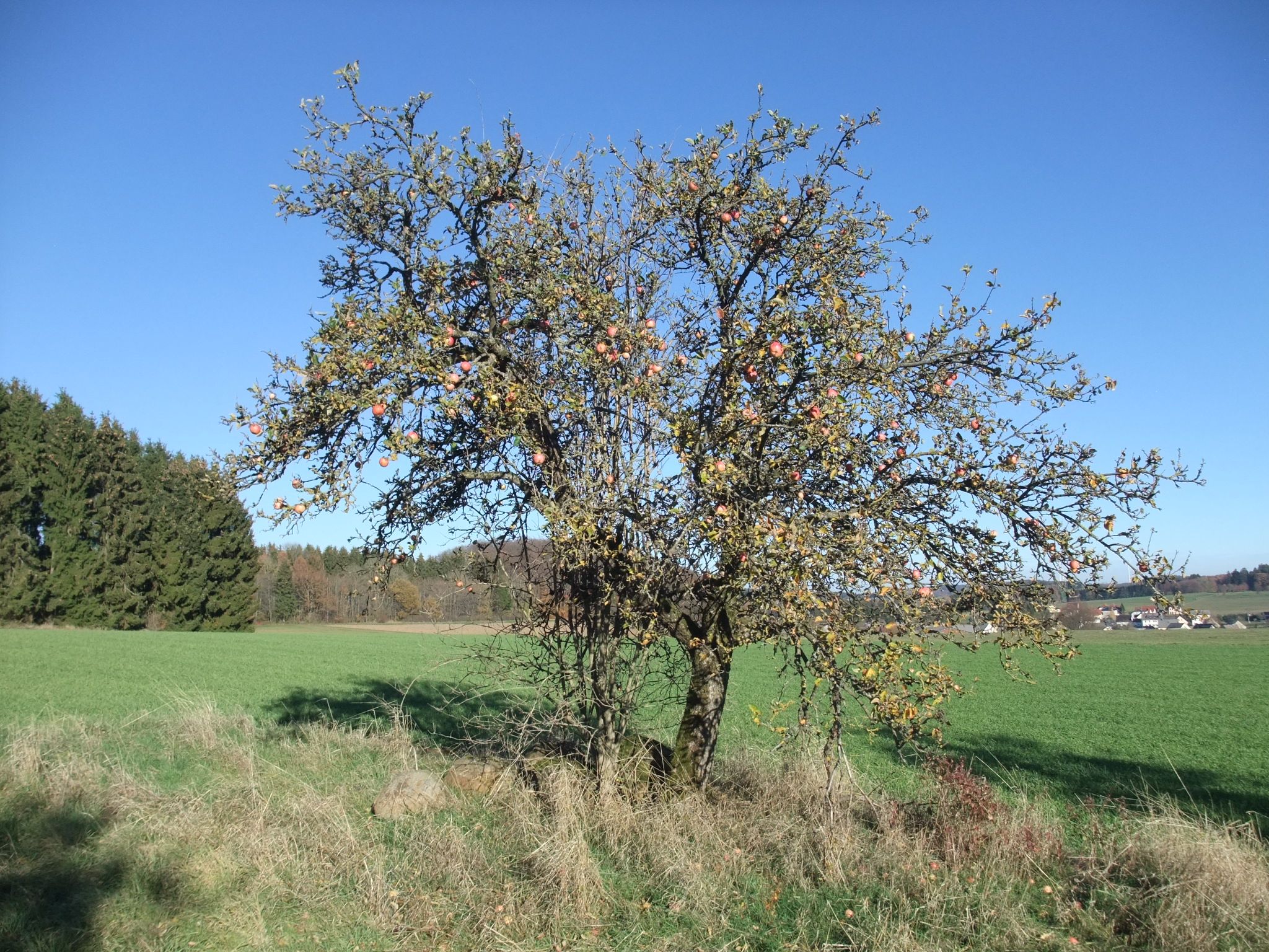DSCF7366.JPG