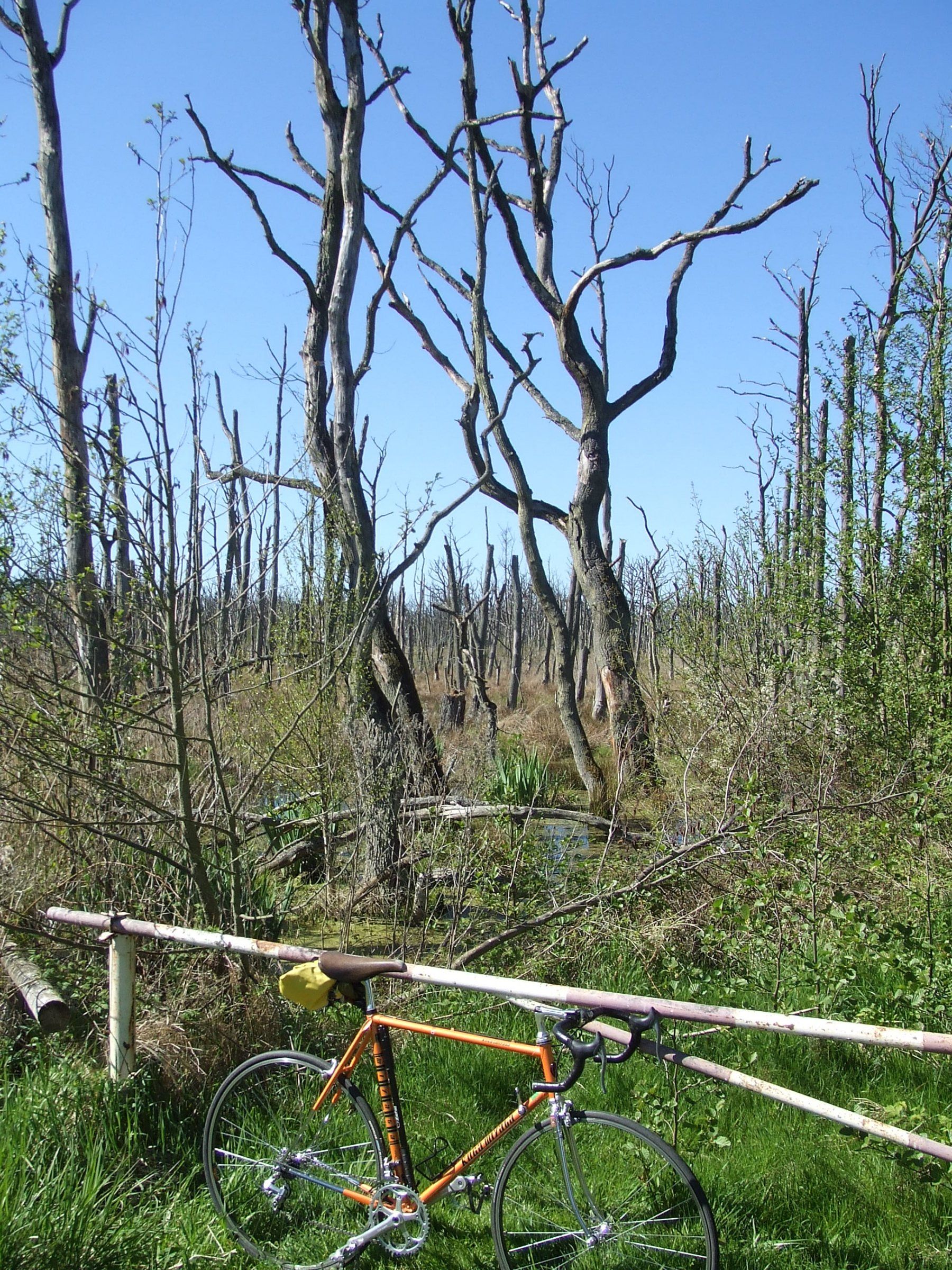 DSCF7599.JPG