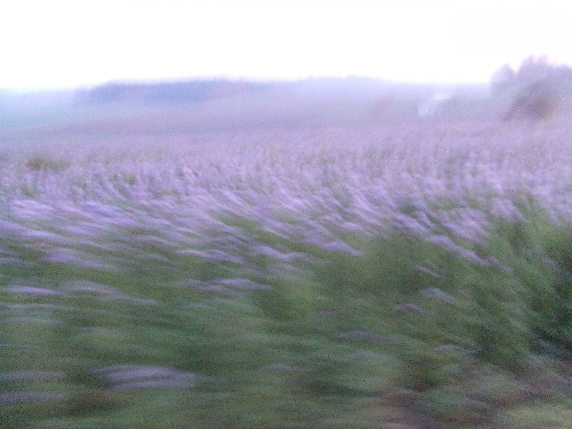 DSCF8225.JPG