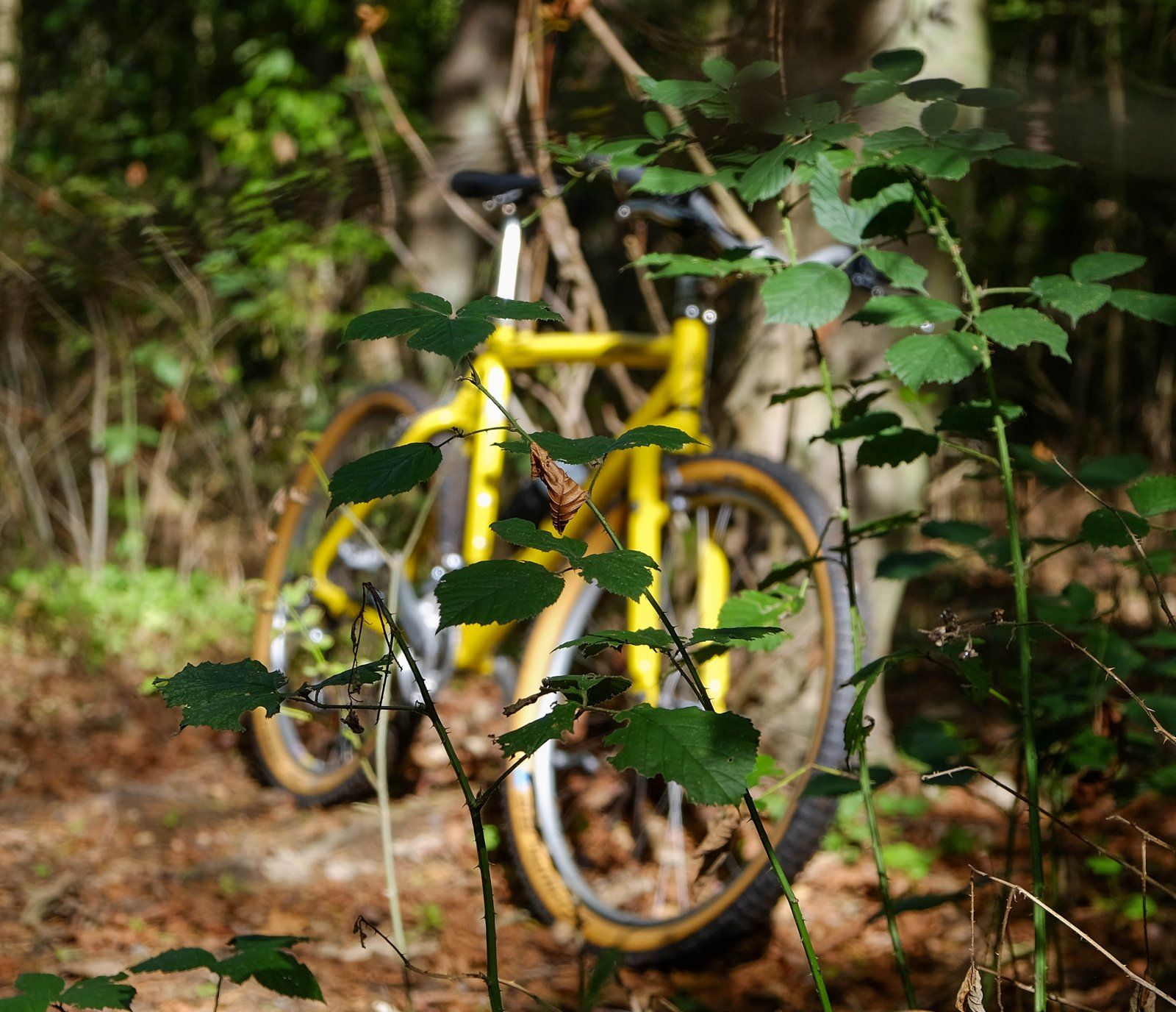 DSCF8336.jpg