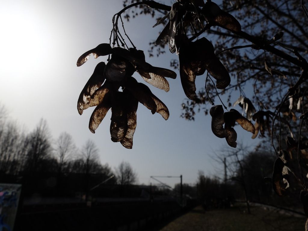 DSCF8555.JPG