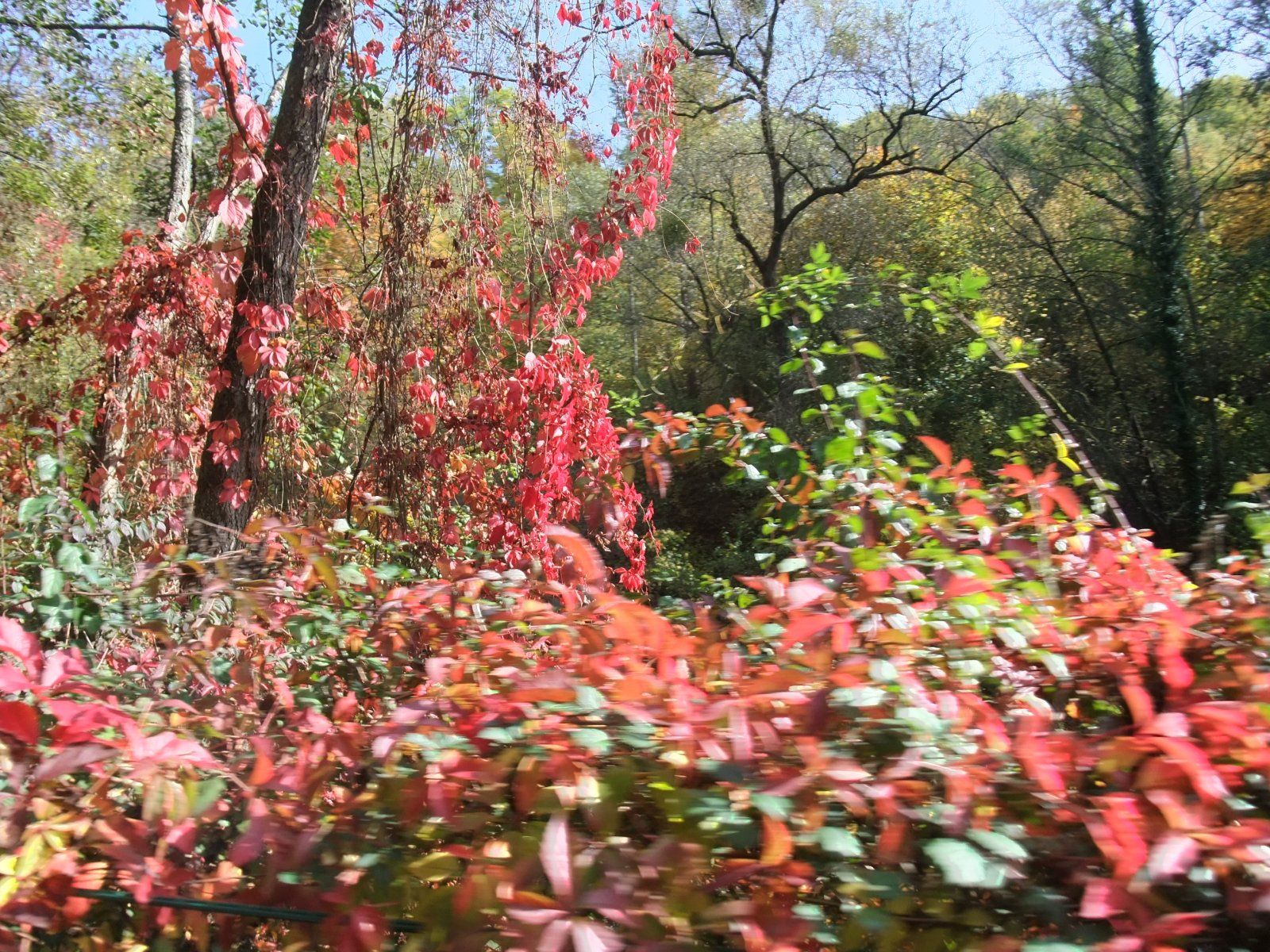 DSCF9330.JPG
