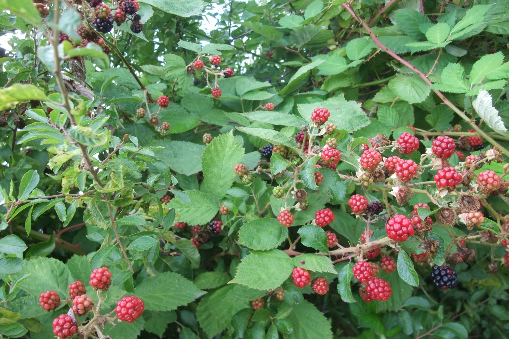 DSCF9479.JPG