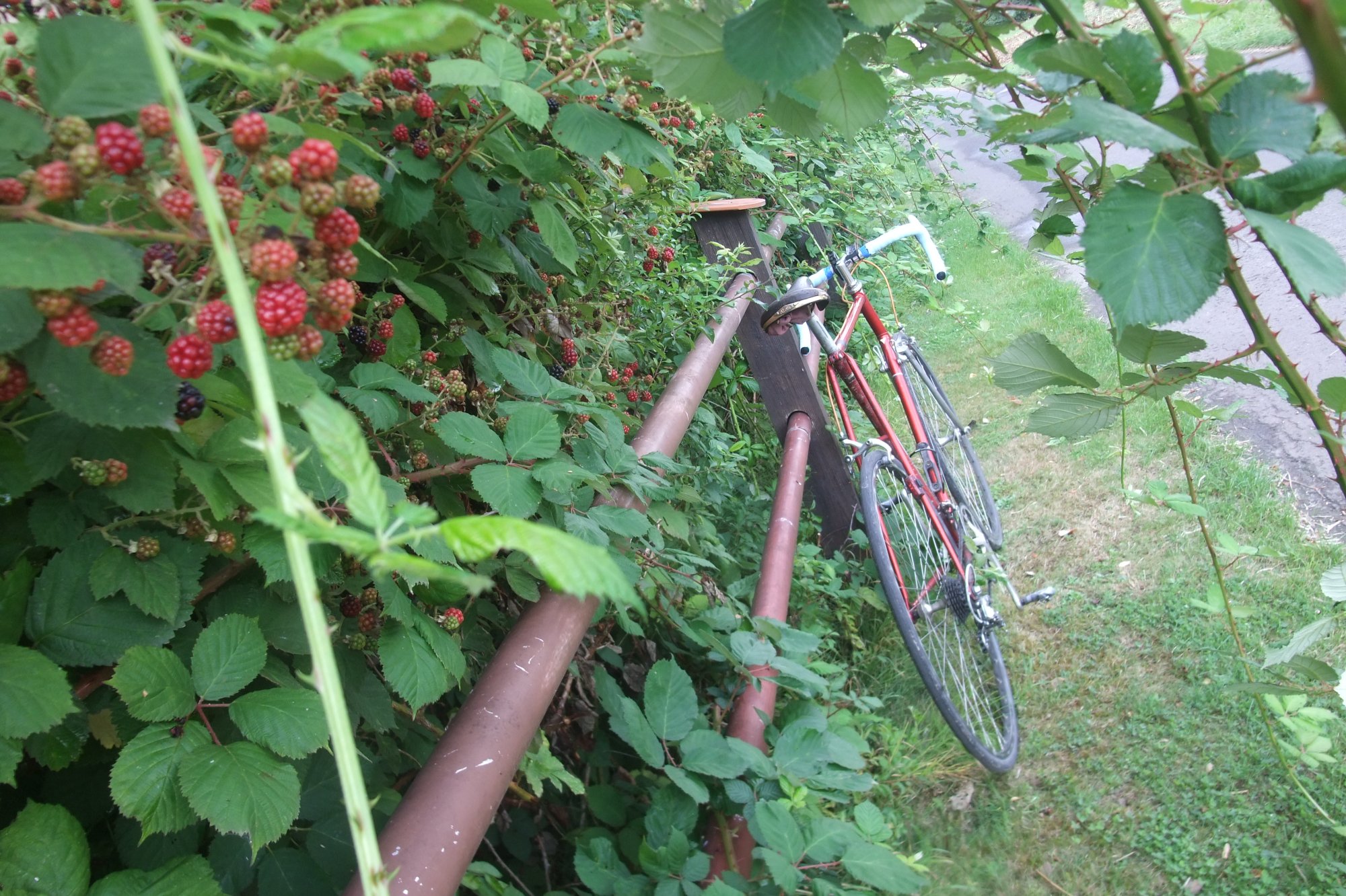DSCF9480.JPG