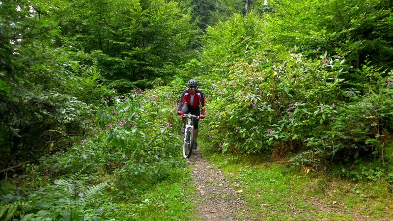 DSCI1311 (800x450).jpg