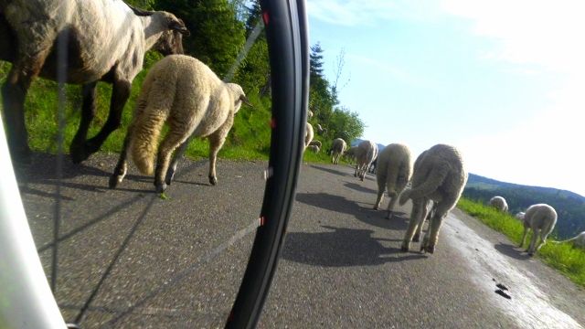 DSCI2974 (640x360).jpg