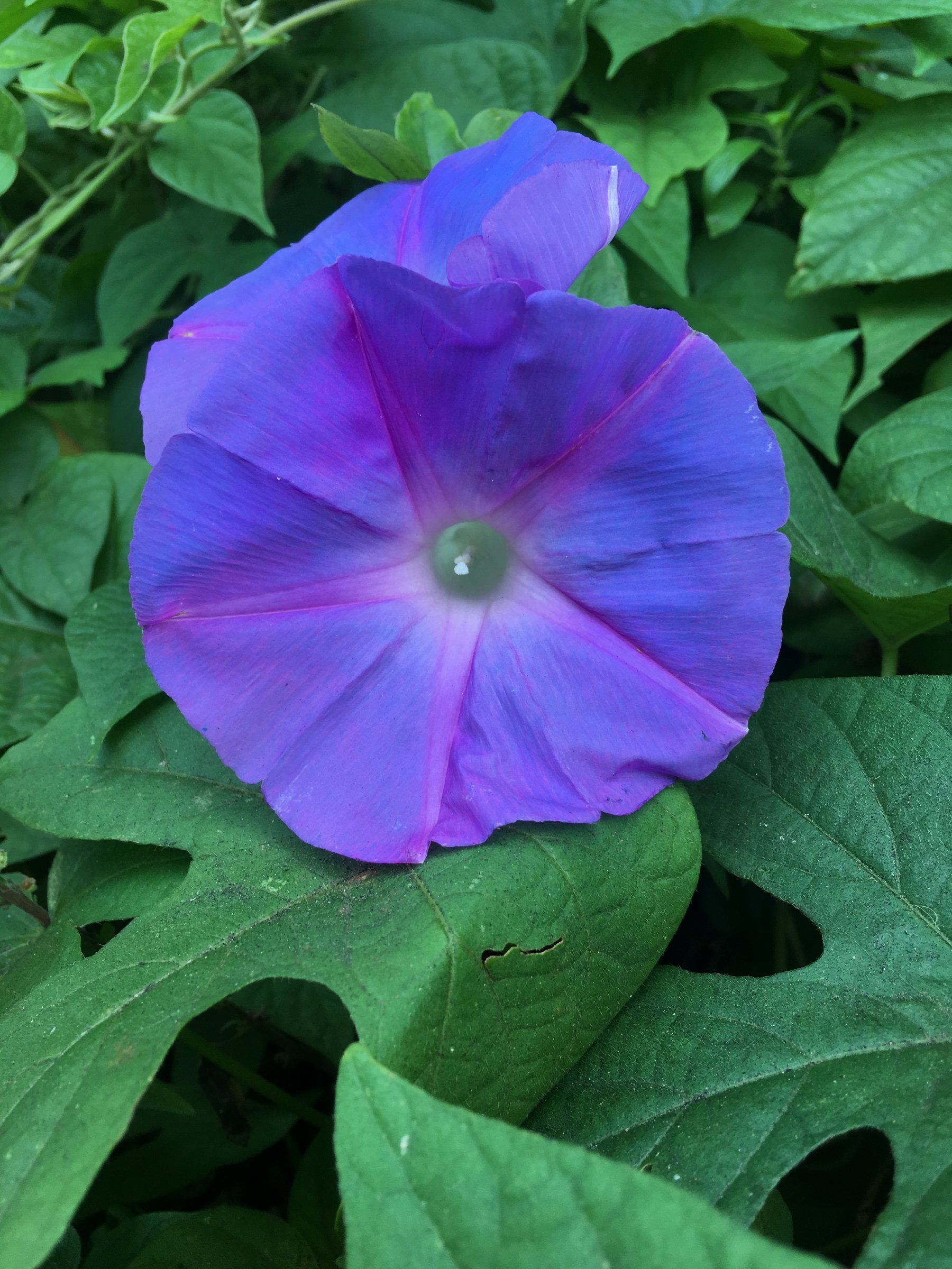 E248FA60-A991-4B14-8DBD-CBF9EDCEB1B0.jpeg