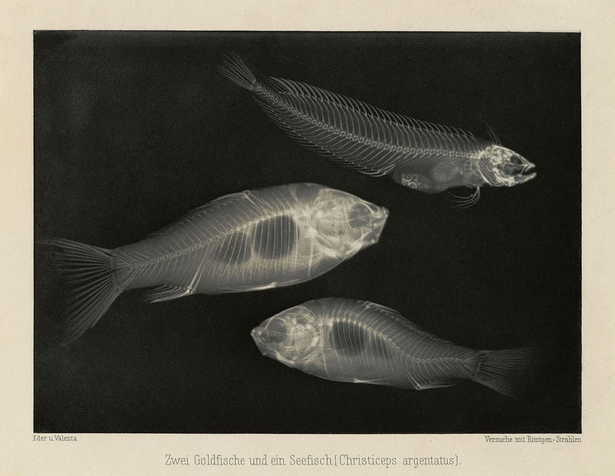 eder-zwei-goldfische-und-ein-seefisch-web.jpg