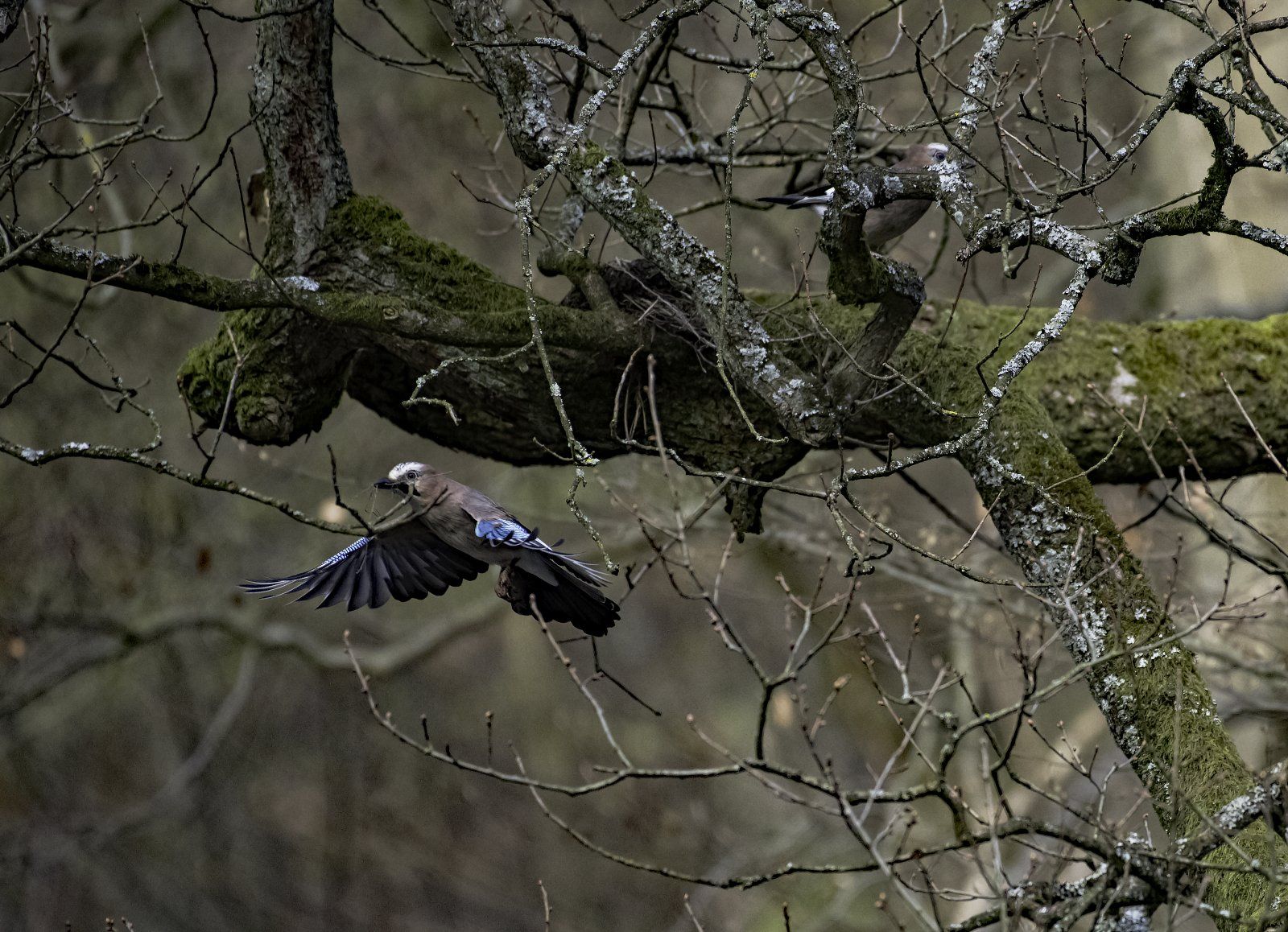 Eichelhäher im Eichholz.jpg