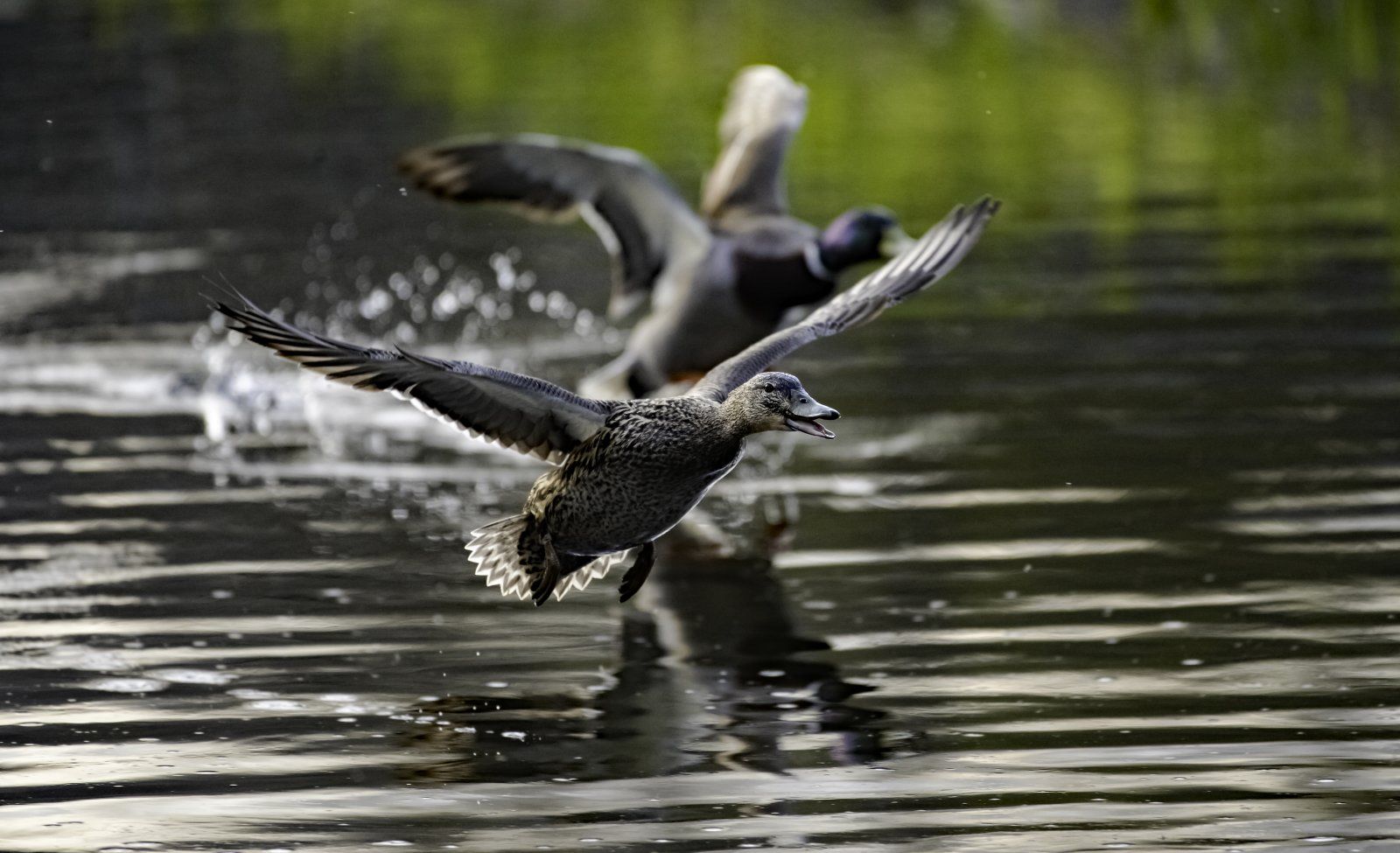 Ente im Flug an der Ruhr.jpg