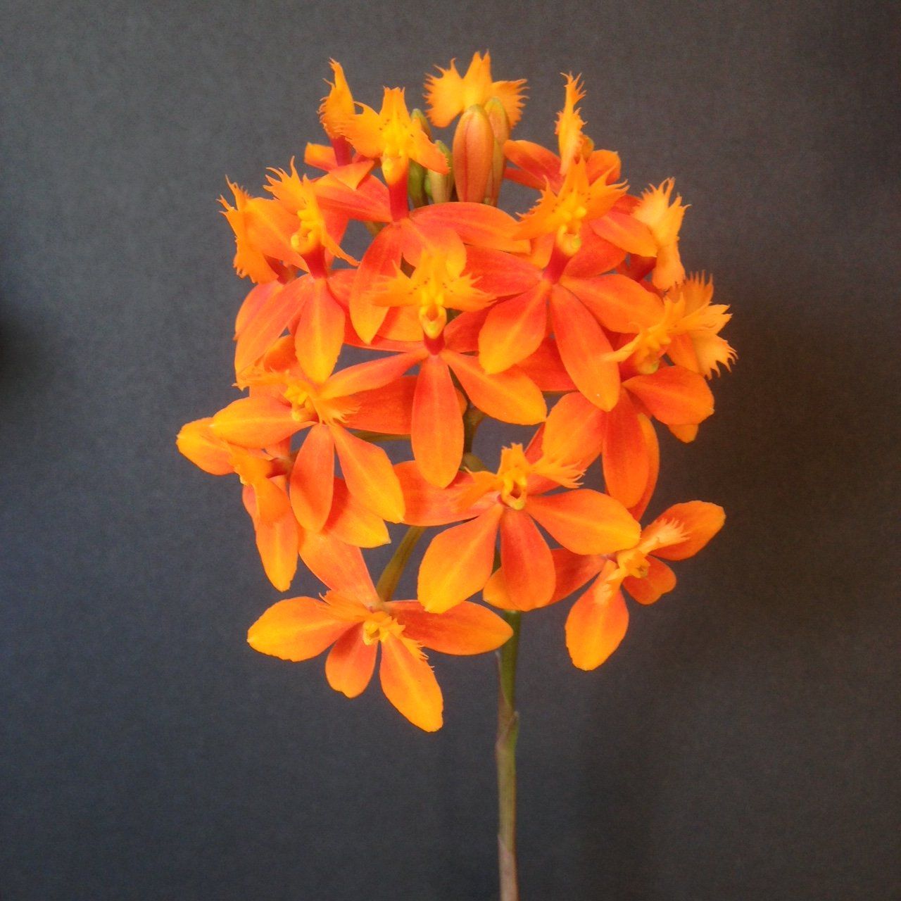epidendrum1.jpg