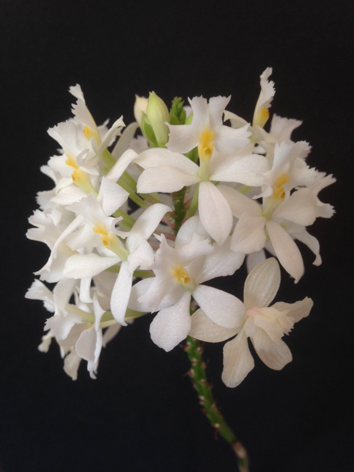 epidendrum2.jpg