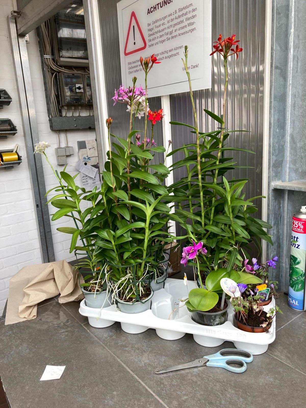 epidendrum4.jpg