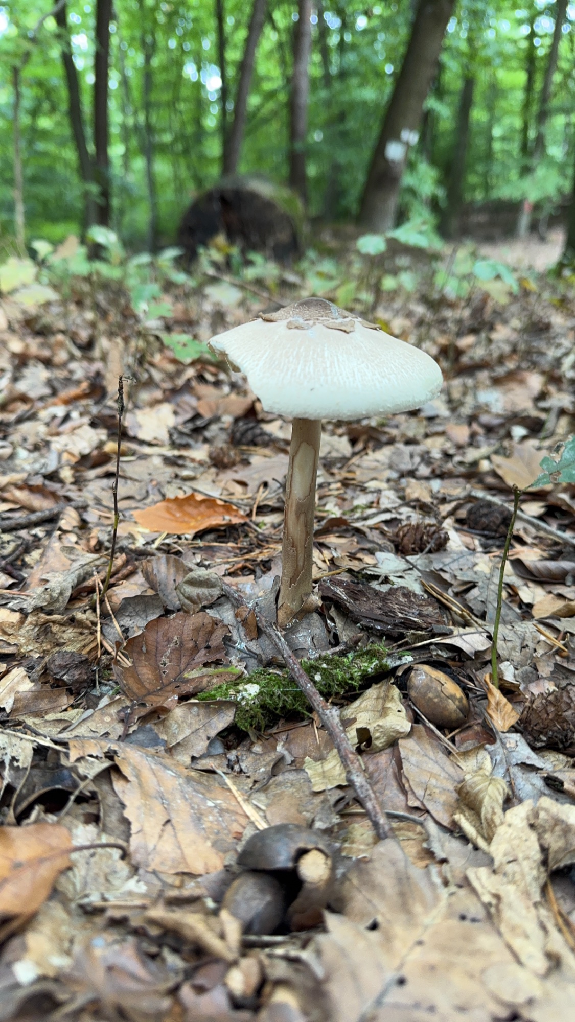 F3D99962-BC90-46B8-998B-ED6189B6E602.jpeg