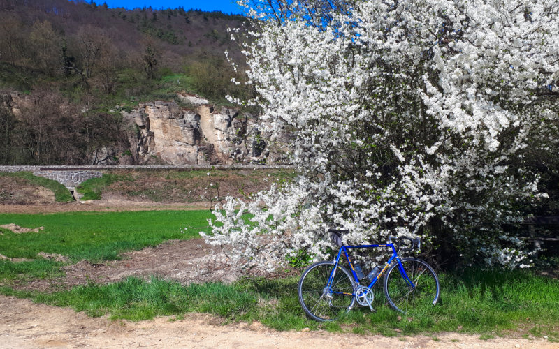 felsenbirne.jpg