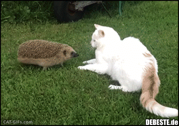 ff70f127ca7f16524c62777e7040a72c8096.gif