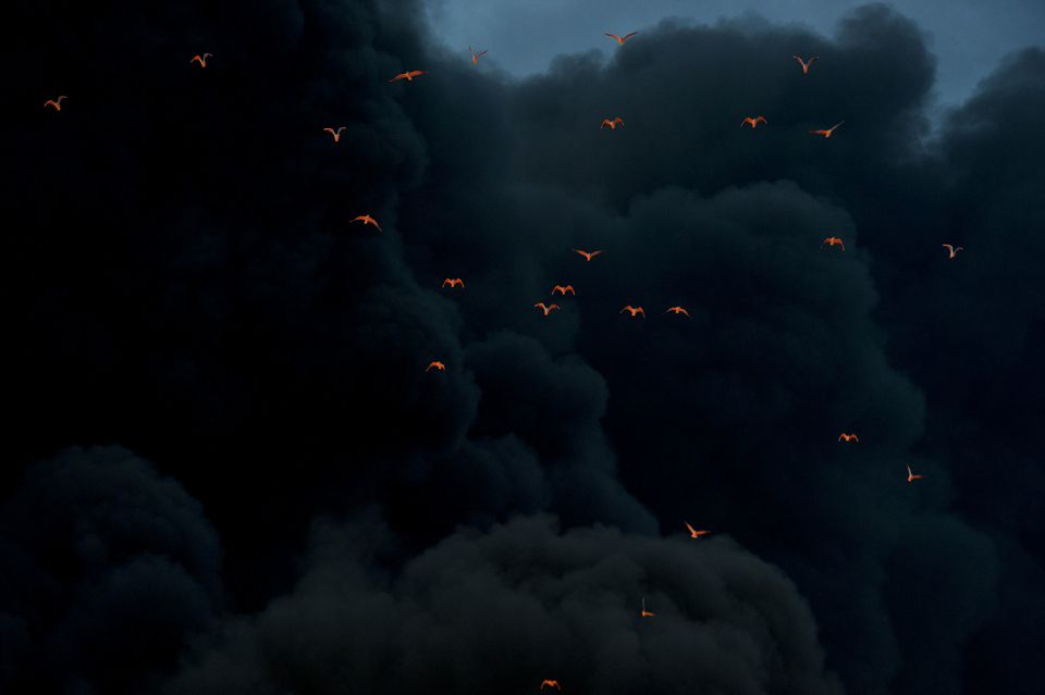 Fire reflected on birds in smoke, at Moerdijk, the Netherlands.jpg