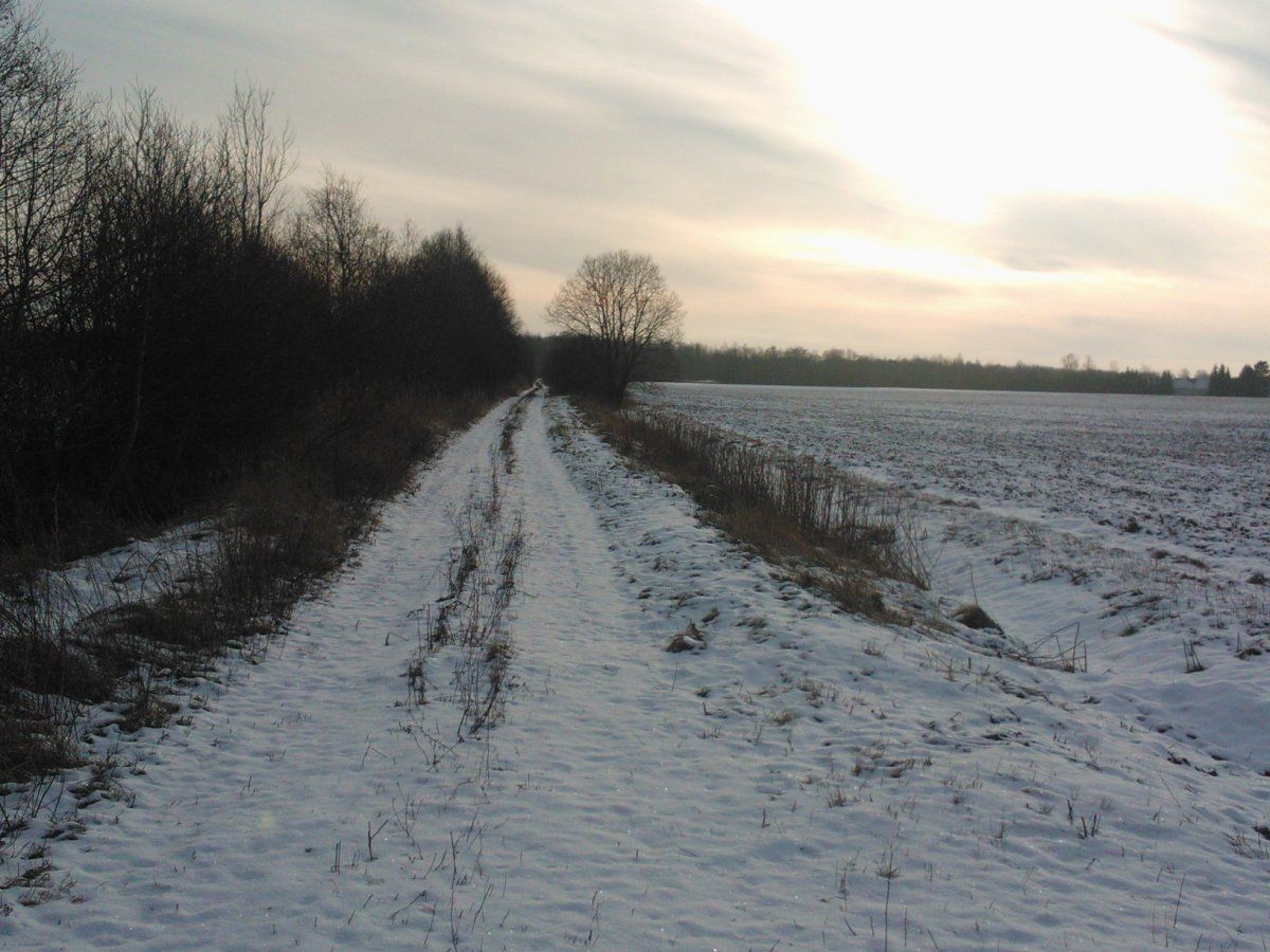 Forstweg.jpg