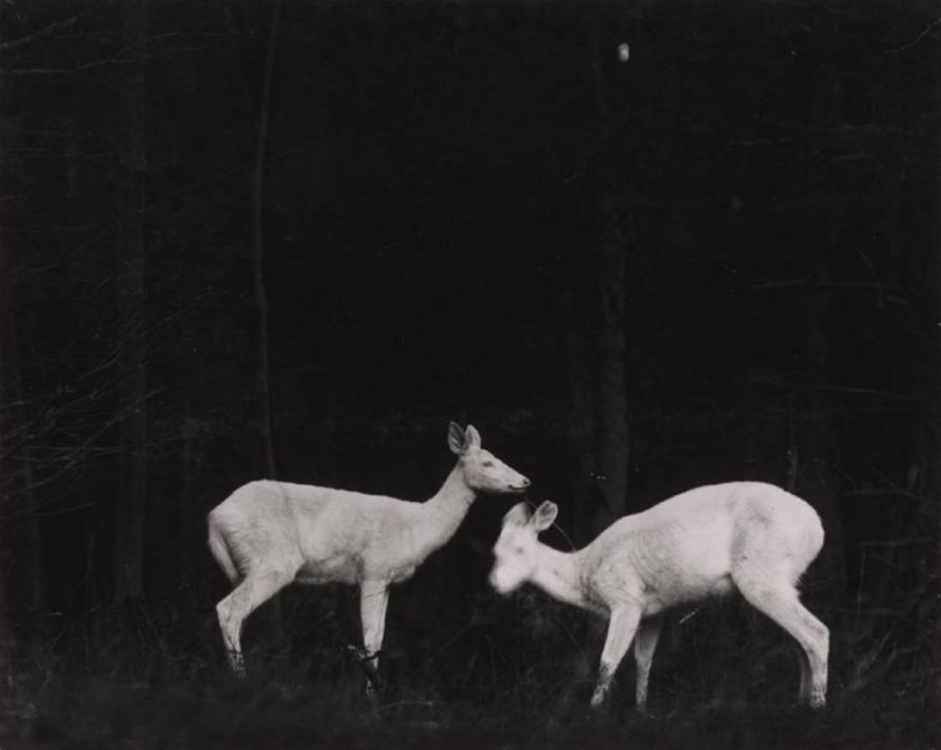George Shiras (1859–1942 American) • Albino Deers.jpg