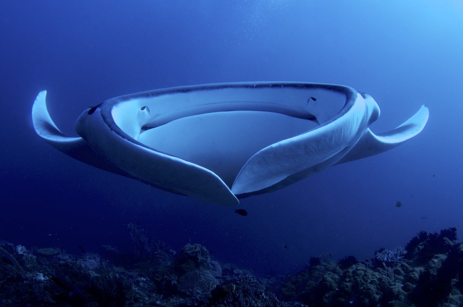 Giant_Manta_AdF.jpg