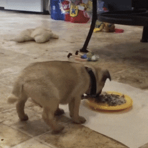 gifs24-13.gif