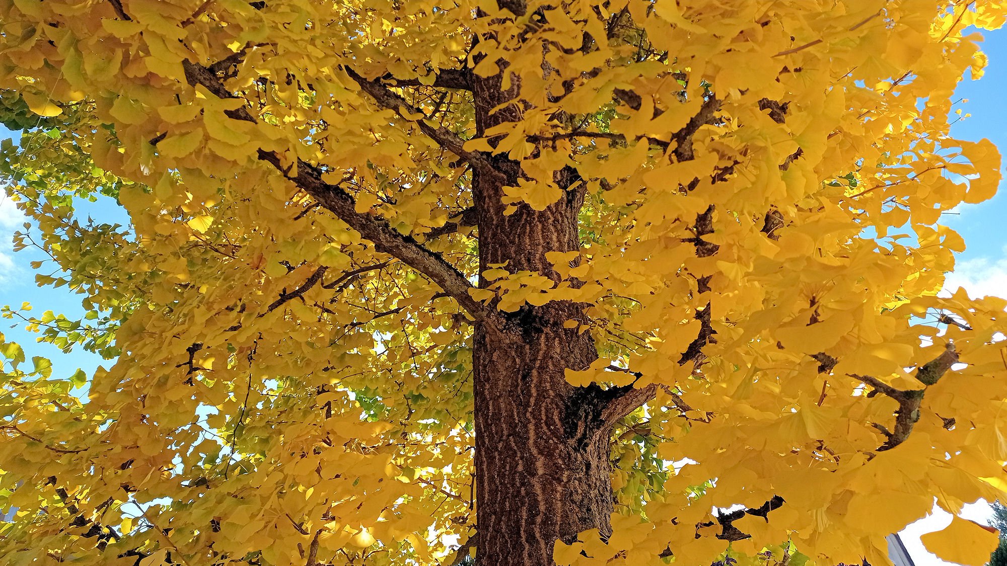 Gingko_2025_A.jpg