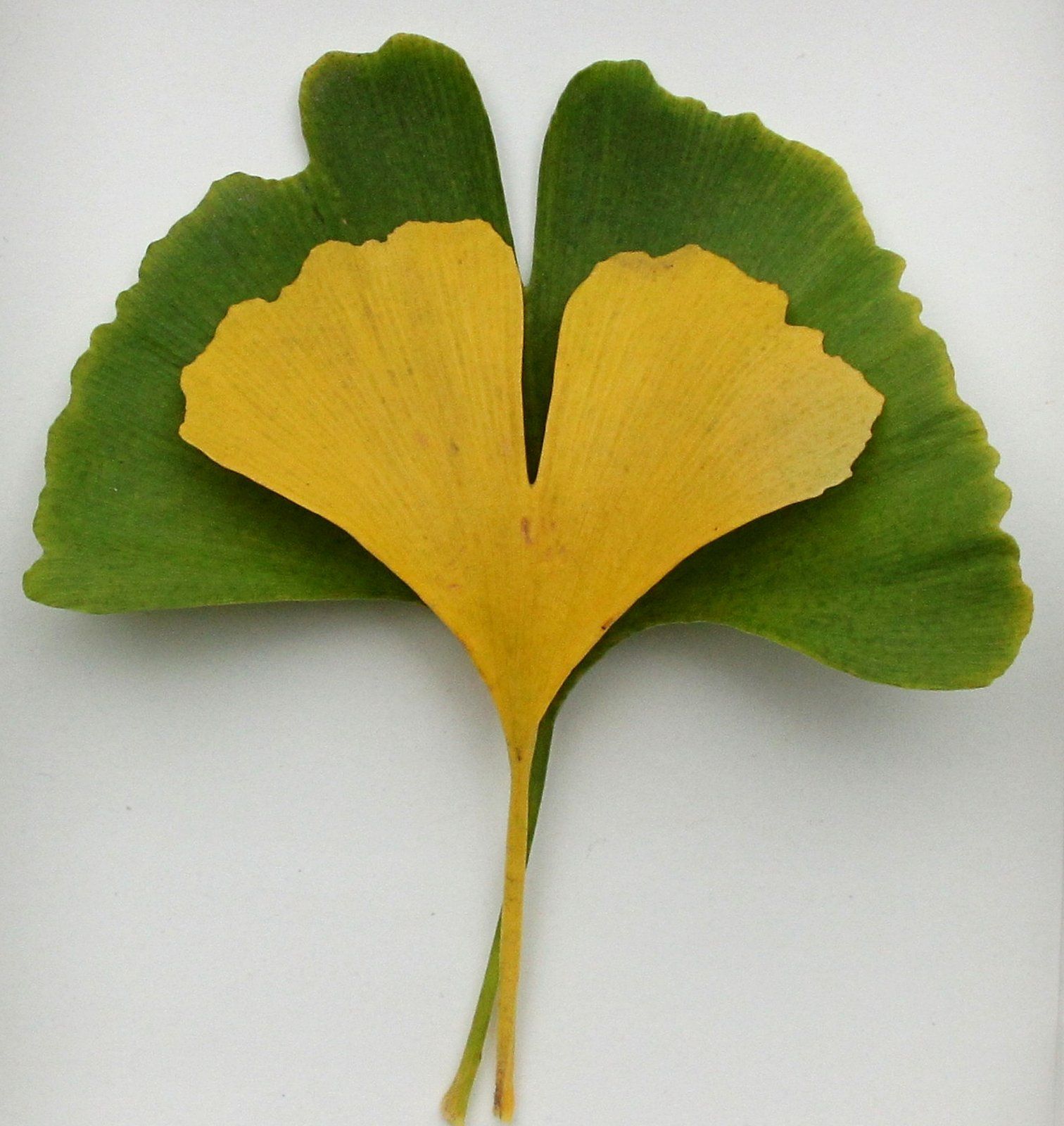 Gingko_grün_gelb_B.jpg