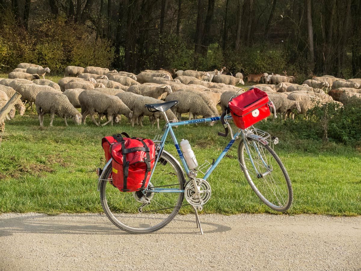 globesheep.jpg