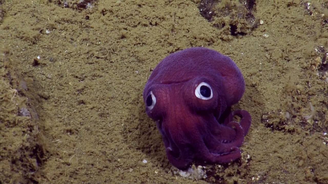 googly-eyed-stubby-squid-bobtail.jpg