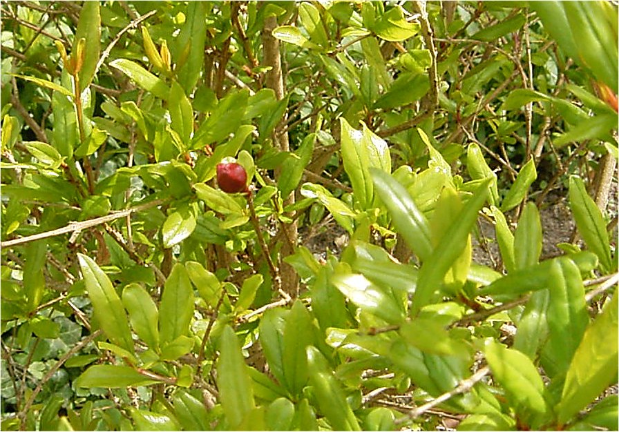 Granatapfelblüte.jpg