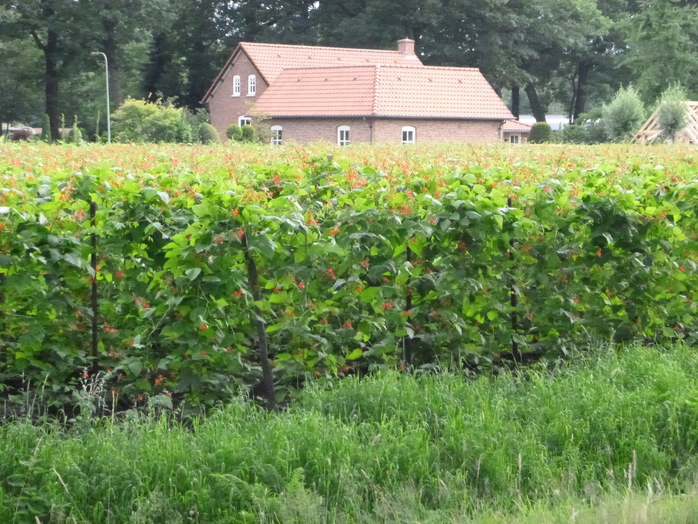 Griendtsveen_Bohnen2.JPG