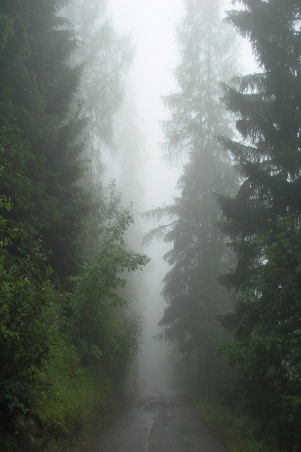 grunge-nature-pale-trees-Favim.com-2788175.jpg